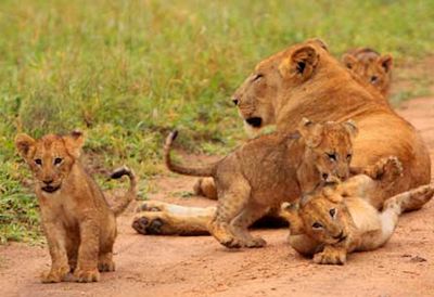 Akagera-baby-lions