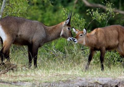 Akagera-wildlife-rwanda