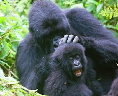 Gorillas-in-rwanda