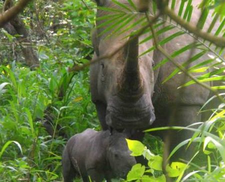 baby-rhino-at-ziwa-sanctuary