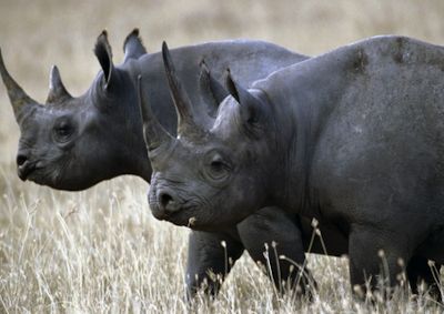 black-african-rhino
