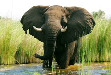 elephants-murchison-falls-uganda