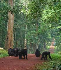 chimpanzee in kibale 2