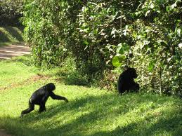 chimps in Kibale