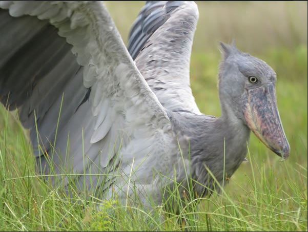 Shoebill stork - Birding Uganda
