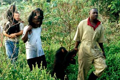 3day-ngamba-chimpanzee-safari