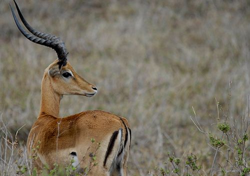 African-Antelopes-Uganda