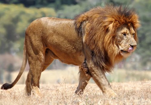African-Savannah-Lion