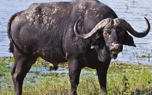 african-buffalo-safari-uganda
