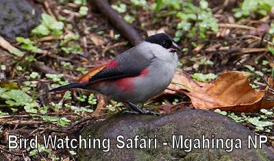 birding-safari-mgahinga