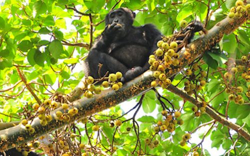 chimpanzee-kaniyo-pabidi