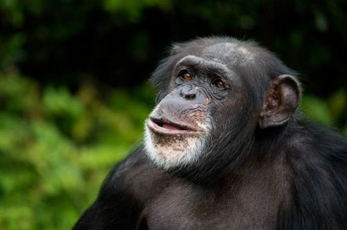 Chimpanzee-tracking-Kibale-Uganda