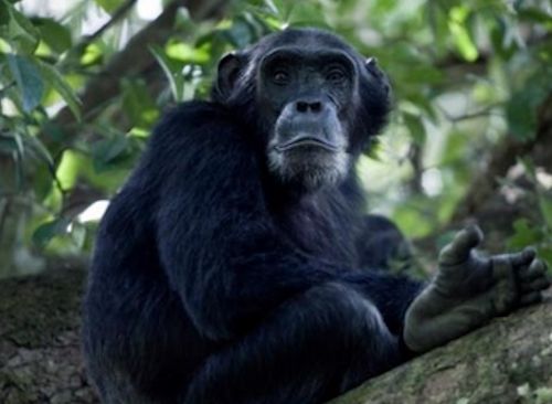 chimpanzees-kibale-uganda