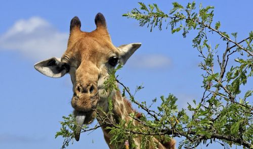 giraffe-feeding-uganda-safari