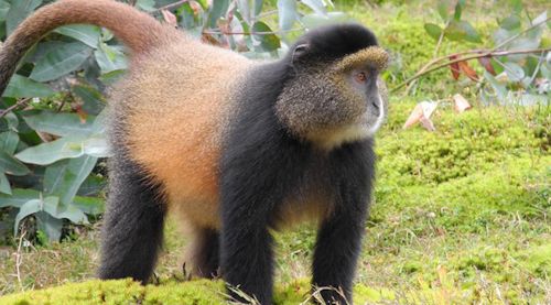 Golden-monkeys-Mgahinga