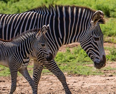 Enjoy a Zebra Watching Safari in Uganda | Adventure Uganda Safaris