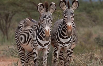 grevys-zebras