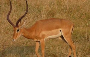Impala-kabwoya-reserve-uganda