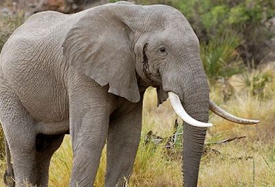 Laikipia-elephants