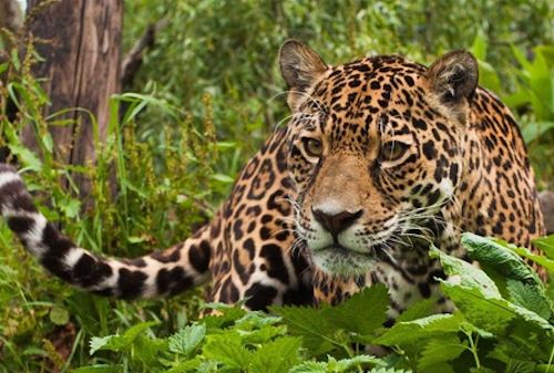 Leopard-savannah-africa