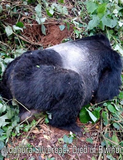 ndahura-silverback-died-bwindi