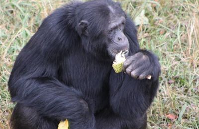 ngamba-island-chimpanzee-uganda
