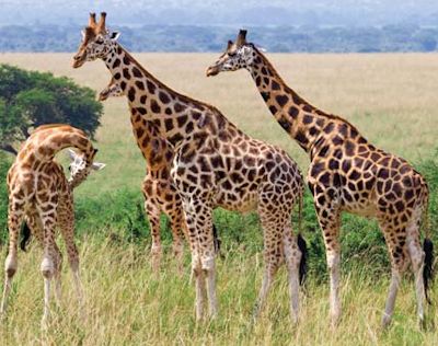 Rothschild-giraffes
