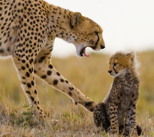 The-Cheetah-Africa