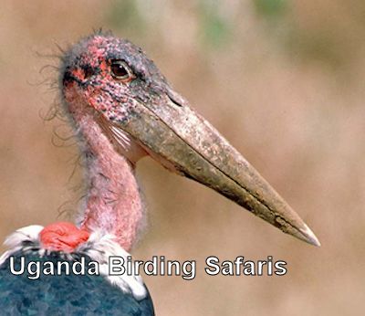 uganda-birding-safaris