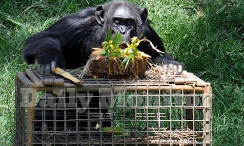 zakayo-chimpanzee-birthday-uganda