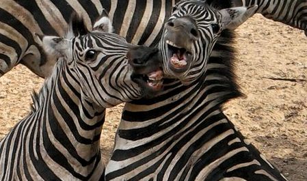 zebra-fight
