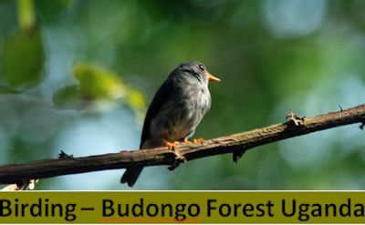 birding-budongo-forest