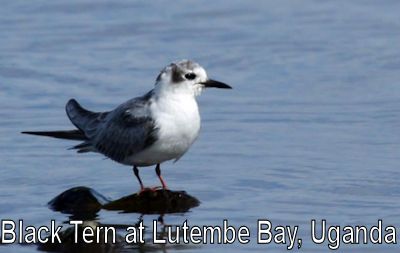 black-tern-lutembe-bay