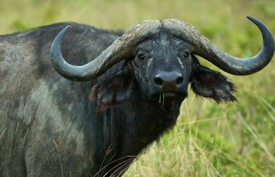 Meet the amazing African Buffaloes, Uganda Safari | Adventure Uganda Safaris