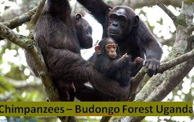chimpanzees-budongo-forest-uganda
