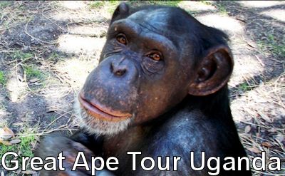 great-ape-tour-uganda