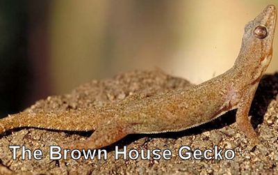 house-gecko