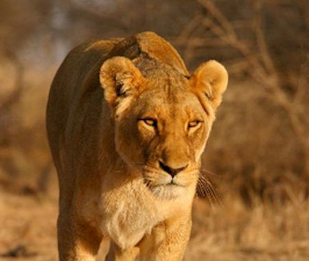 lioness-murchison-falls-uganda