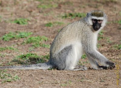 monkeys-uganda