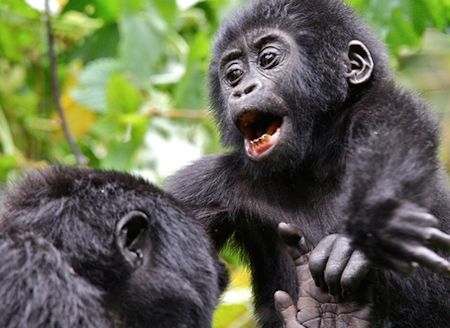 mountain-gorilla-uganda-safari