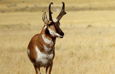 pronghorn-antelope