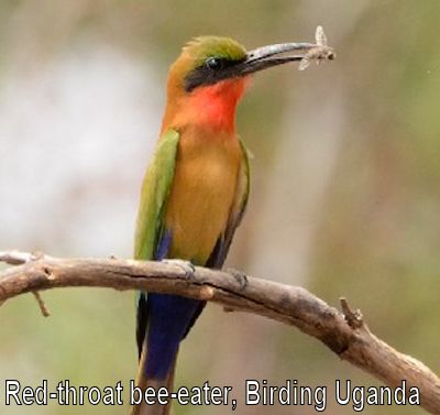 red-throated-bee-eater