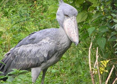 shoebill-stork-mabamba swamp