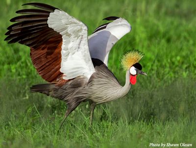 uganda-crested-crane