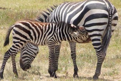 zebra-nursing