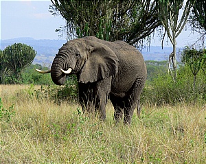 queen elizabeth safari park wild elephant