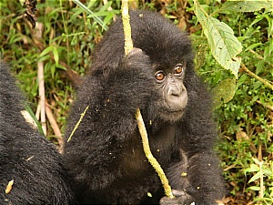 gorilla safari
