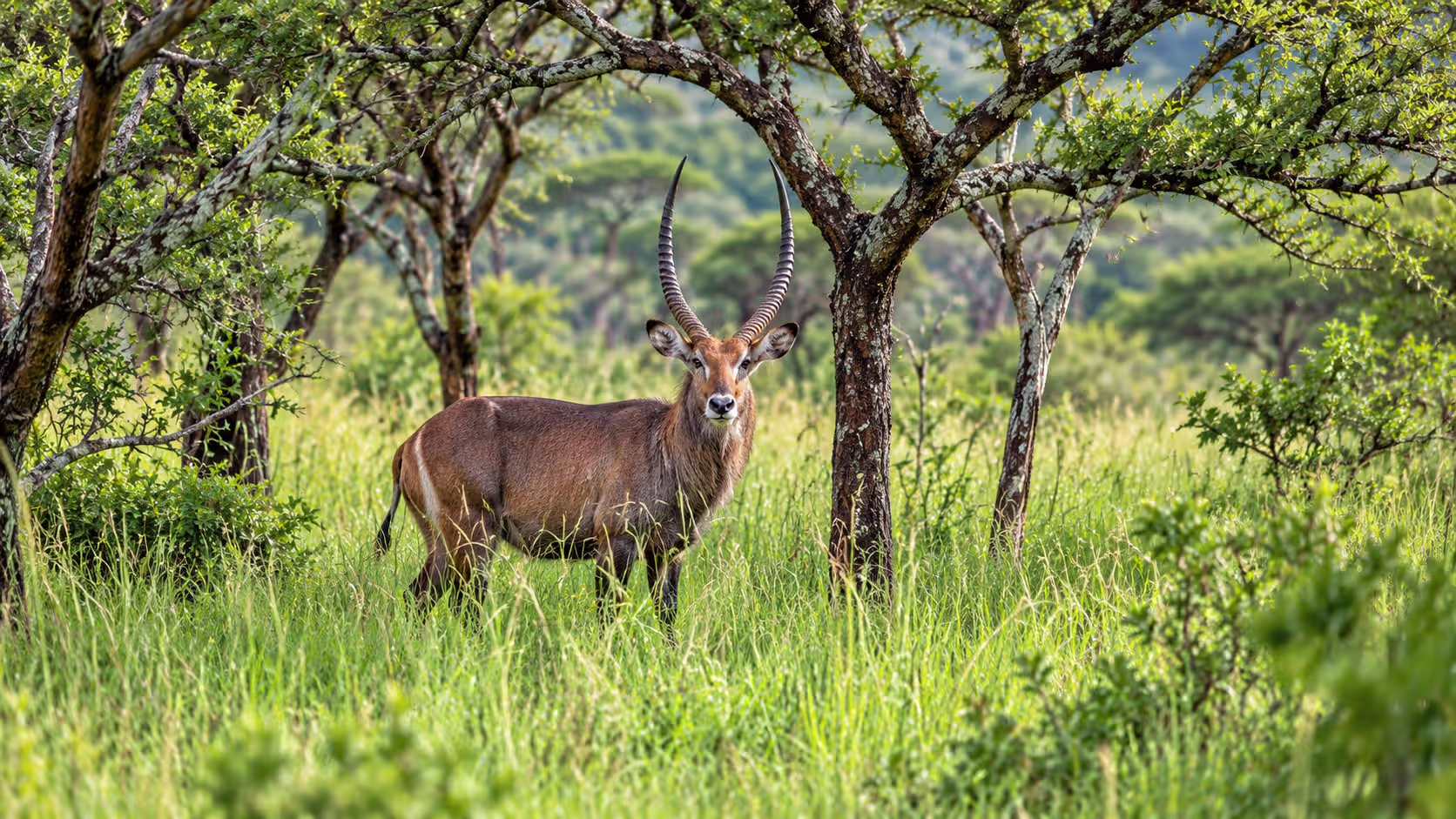 3 Day Lake Mburo Safari in Uganda