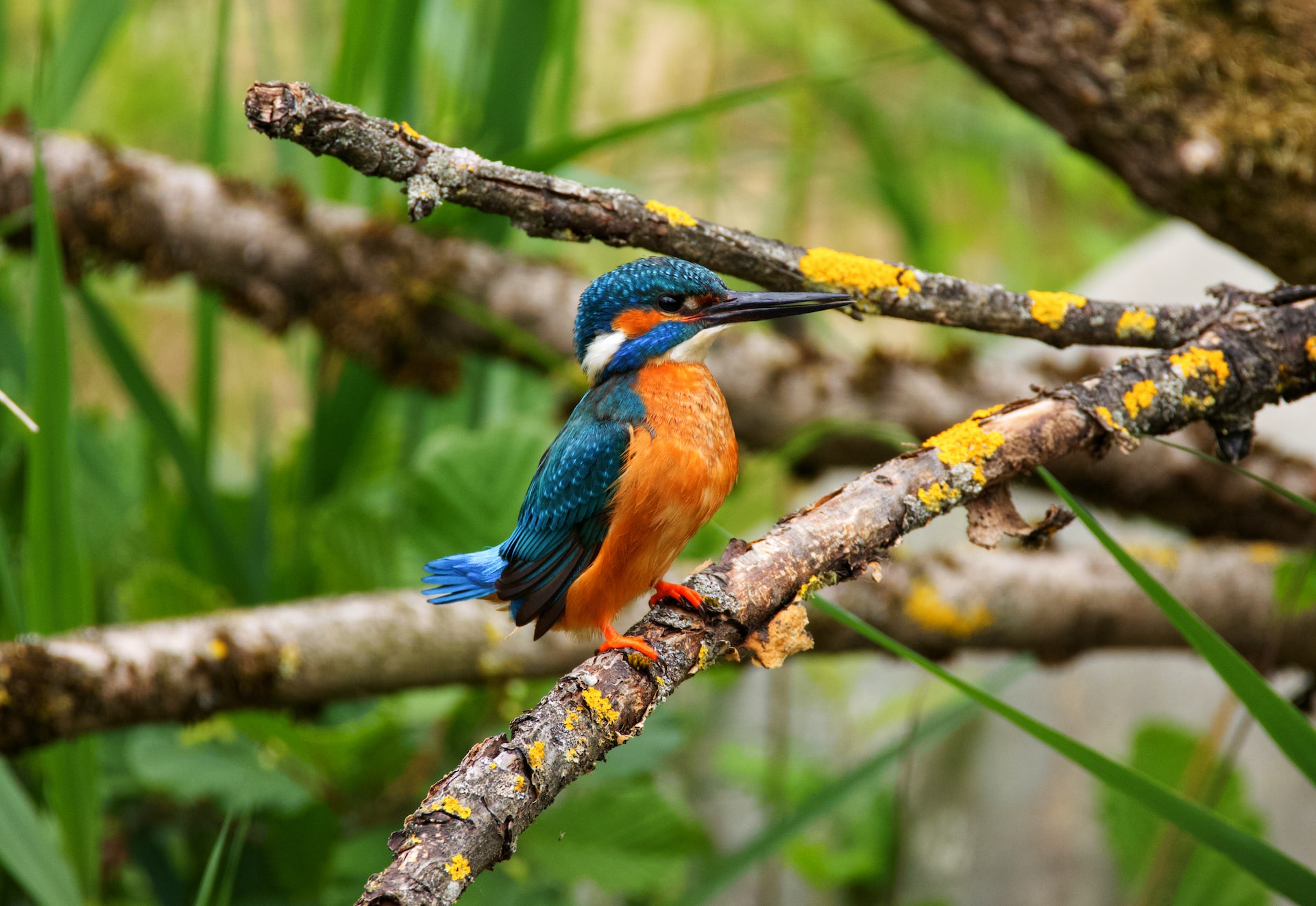Birdwatching in Lake Mburo National Park