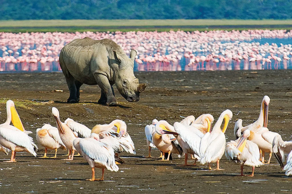 Black and White Rhinos